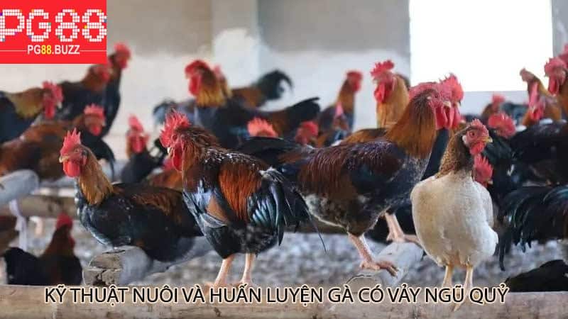 Kỹ thuật nuôi và huấn luyện gà có vảy ngũ quỷ