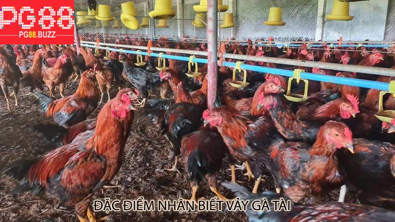 Đặc Điểm Nhận Biết Vảy Gà Tài