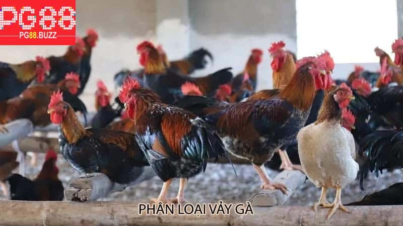 Phân Loại Vảy Gà