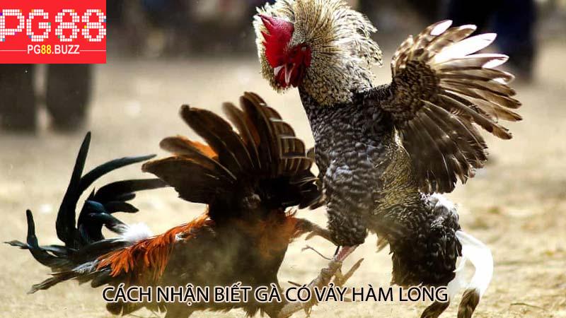 Cách nhận biết gà có vảy hàm long