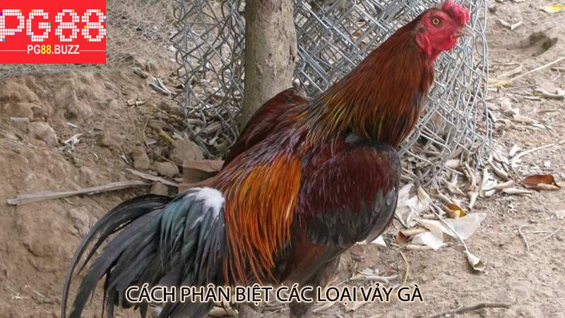 Cách phân biệt các loại vảy gà