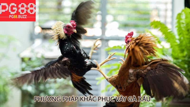 Phương pháp khắc phục vảy gà xấu