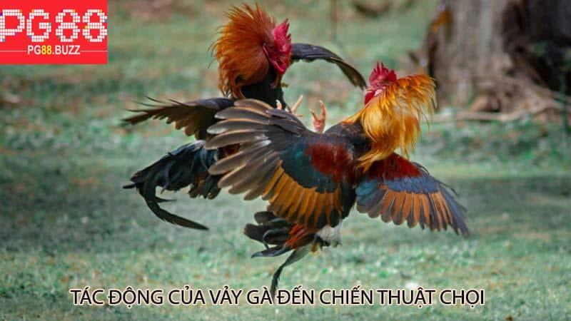 Tác động của vảy gà đến chiến thuật chọi