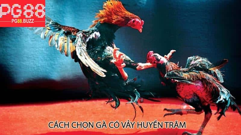 Cách chọn gà có vảy huyền trâm